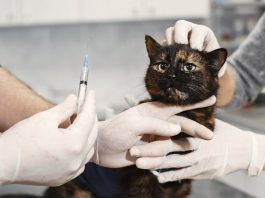 英國獸醫市場大改革 規定診所標價提升透明度 英國獸醫市場大改革 強制診所標價提高透明度