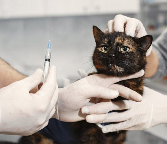 英國獸醫市場大改革 規定診所標價提升透明度 英國獸醫市場大改革 強制診所標價提高透明度