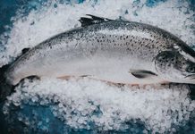 迷思破解 蘇格蘭三文魚可以做刺身嗎? 迷思破解 蘇格蘭三文魚可以做刺身嗎?